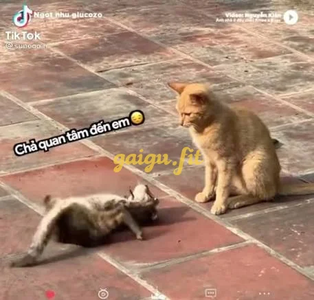 Ảnh bài viết